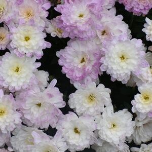 Meet your Posher, Elle